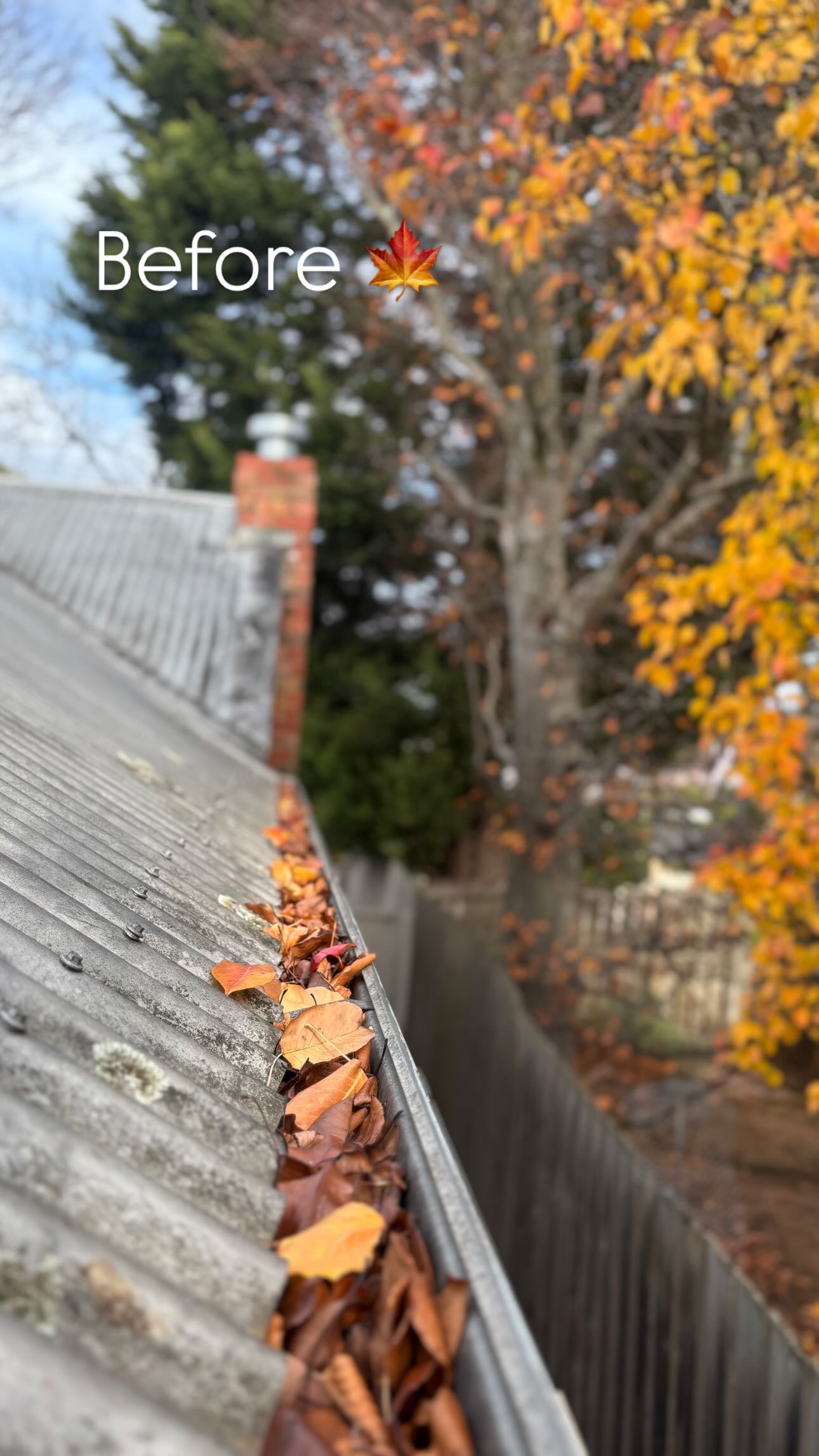 Before - Autumn Leaf Clearance
