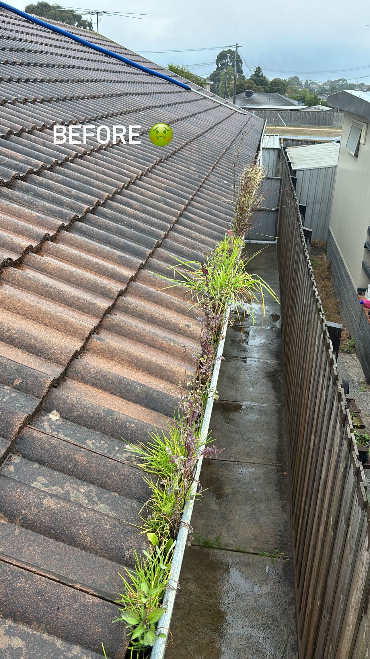Before - Overgrown Gutter Vegetation Removal